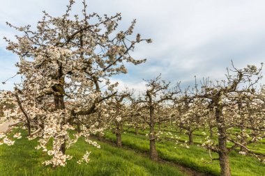 İlkbaharda meyve bahçesinde çiçek açan kiraz ağaçları (Prunus avium), Egnach, Canton Thurgau, İsviçre