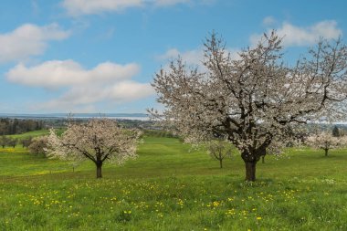 İlkbaharda bir çayırda çiçek açan kiraz ağaçları (Prunus avium) Constance Gölü, Roggwil, Canton Thurgau, İsviçre
