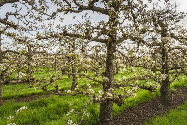 Stock image Flowering cherry trees (Prunus avium) in orchard in spring, Egnach, Canton Thurgau, Switzerland