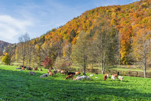 德国巴登 伍腾堡上多瑙河流域 上多瑙河自然公园 斯瓦比亚阿尔卑斯 伍腾堡等地秋天森林前的草地上放牧的奶牛 — 图库照片