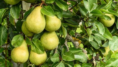 İsviçre, Canton Thurgau 'da bir ağaçta asılı olan konferans armutlarının (Pyrus Communis) kapanışı