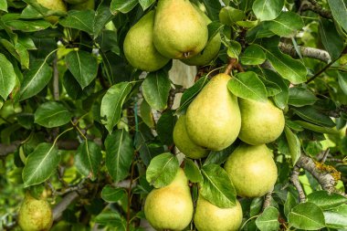 İsviçre, Canton Thurgau 'da bir ağaçta asılı olan konferans armutlarının (Pyrus Communis) kapanışı