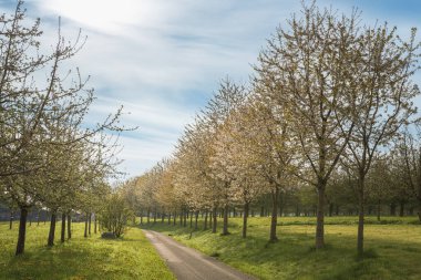 İsviçre, Thurgau kantonunda ağaç çiçeği.