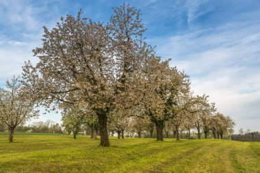 Meyve bahçesindeki kiraz ağaçları, Roggwil, Canton Thurgau, İsviçre