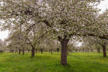 Çiçekli elma ağaçları meyve bahçesi, Egnach, Thurgau Kantonu, İsviçre