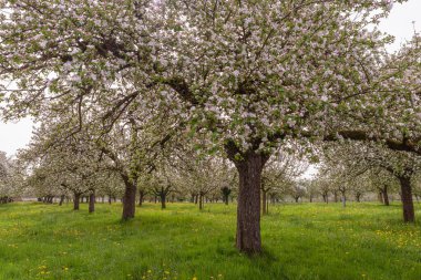 Flowering apple trees in an orchard meadow, Egnach, Canton of Thurgau, Switzerland clipart