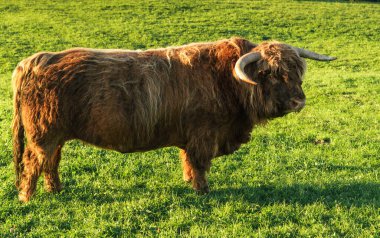 Red Highland Sığır Boğası (Bos primigenius Taurus), İsviçre 'nin Appenzell Innerrhoden Kantonu' nun bir çayırında tek başına duran büyük boynuzlu boğa.