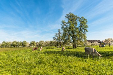 Thurgau İsviçre Kantonu 'ndaki kırsal alan, büyük armut ağaçları, Egnach, İsviçre' deki yeşil bir çayırda otlayan inekler.
