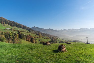 Arka planda Churfirsten dağları, İsviçre 'nin Toggenburg, Neu St. Johann, İsviçre' nin St. Gallen Kantonu 'nda sonbahar manzarası olan bir çayırda otlayan inekler.