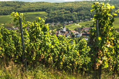 Freiburg im Breisgau, Pfaffenweiler, Black Forest, Baden-Wuerttemberg, Almanya yakınlarındaki Markgraeflerland köyü ve üzüm bağları