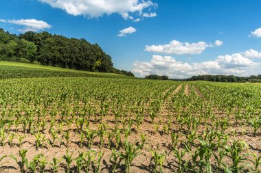 Young maize plants (Zea mays) are growing on a field, Canton of Thurgau, Switzerland clipart