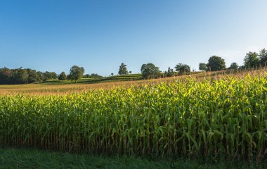 Maize field in late summer, rural landscape in the Swiss Canton of Thurgau in summer, Switzerland clipart