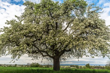 Uzakta Constance Gölü, Egnach, Thurgau Kantonu, İsviçre 'de bir çayırda çiçek açan armut ağacının (Pyrus) yakın görüntüsü