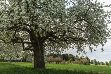 İsviçre, Thurgau Kantonu, Egnach, İsviçre 'de bir çayırda çiçek açan armut ağacının (Pyrus) yakın çekimi.