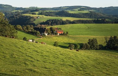 Kara Orman 'ın yuvarlanan tepeleri çiftlik evleri ve yeşil bir çayırda otlayan inekler, St. Maergen, Baden-Wuerttemberg, Almanya