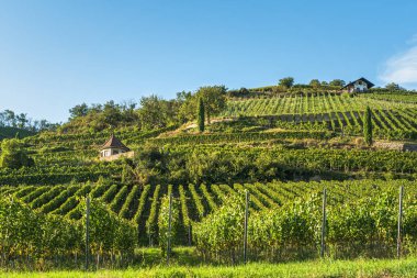 Kaiserstuhl 'daki üzüm bağları, Almanya' nın güneybatısında ünlü bir şarap bölgesi, Vogtsburg im Kaiserstuhl, Baden-Wuerttemberg, Almanya