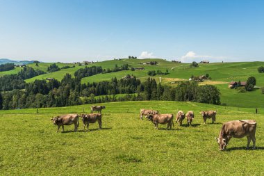 Dairy cows are grazing on a pasture in Appenzellerland, Canton of Appenzell Innerrhoden, Switzerland clipart