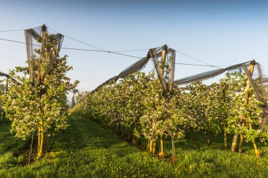 Çiçek açan elma ağaçları olan meyve bahçesi, Egnach, Thurgau Kantonu, İsviçre