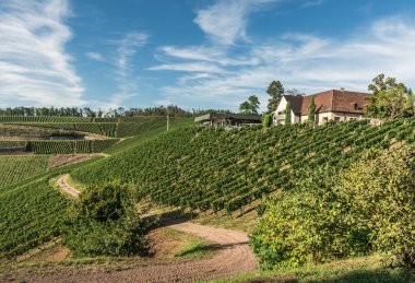 Ihringen yakınlarındaki üzüm bağları, Kaiserstuhl, Baden-Wuerttemberg, Almanya