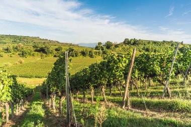 Yazın sonlarında Kaiserstuhl 'daki üzüm bağları, Almanya' nın güneybatısında, Ihringen, Baden-Wuerttemberg, Almanya 'da tanınmış bir şarap bölgesi.