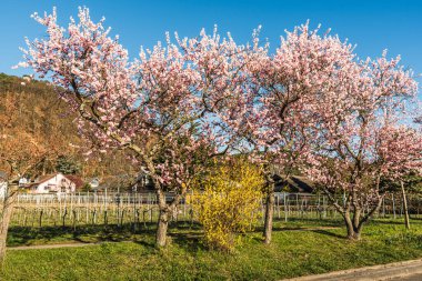Alman Şarap Yolu 'nda badem çiçekleri, Gimmeldingen Rhineland-Palatinate, Almanya