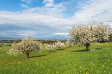 Çiçekli armut ağaçları yeşil bir bahar çayırında karahindibalarla, ufukta Constance Gölü, Arbon Gölü, Thurgau Kantonu, İsviçre