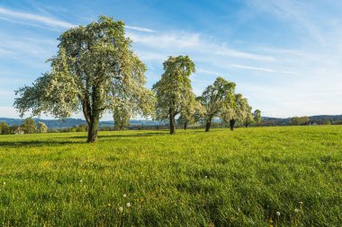 Çiçekli armut ağaçları yeşil bir bahar çayırında karahindiba, Arbon, Thurgau Kantonu, İsviçre