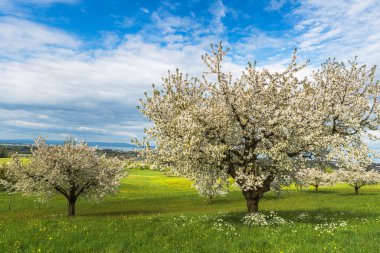 Çiçekli armut ağaçları yeşil bir bahar çayırında karahindibalarla, ufukta Constance Gölü, Arbon Gölü, Thurgau Kantonu, İsviçre
