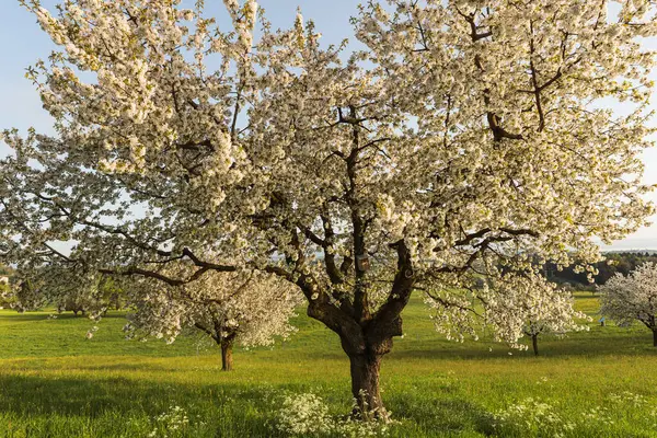 Çiçekli bir armut ağacının yakınında, yeşil bir çayırda, Roggwil, Thurgau Kantonu, İsviçre