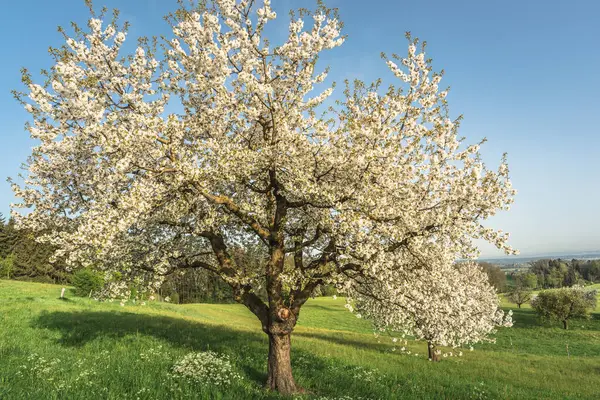 Çiçekli bir armut ağacının yakınında, yeşil bir çayırda, Roggwil, Thurgau Kantonu, İsviçre