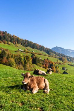 İsviçre 'de sonbahar otlaklarında dinlenen kahverengi inekler, Toggenburg, St. Gallen Kantonu, İsviçre