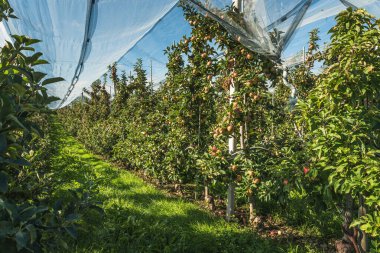 Constance Gölü yakınlarında koruyucu ağları olan elma bahçesi, Kressbronn, Baden-Wuerttemberg, Almanya