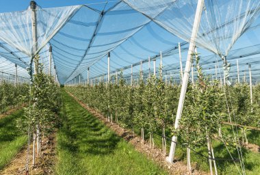 Elma bahçesi, Constance Gölü, Kressbronn, Baden-Wuerttemberg, Almanya yakınlarındaki anti-dolu ağlarıyla korunuyor. Constance Gölü bölgesi büyük bir elma yetiştirme alanıdır..