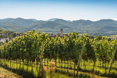 Kaiserstuhl, Baden-Wuerttemberg, Almanya 'nın Kirchhofen köyü manzaralı üzüm bağları