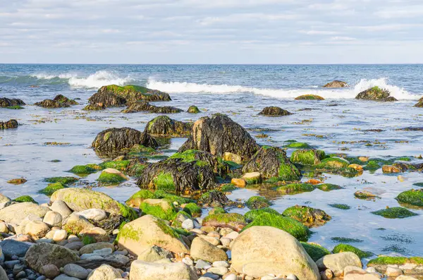 Rocky Coast with Seaweed and Moss, Montauk, Long Island, New York, ABD