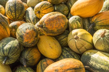 Close-up of a colorful collection of pumpkins, spaghetti squash, and gourds in various shapes, sizes, and patterns. Freshly harvested winter squash for seasonal display, festive decorations, and autumn recipes.