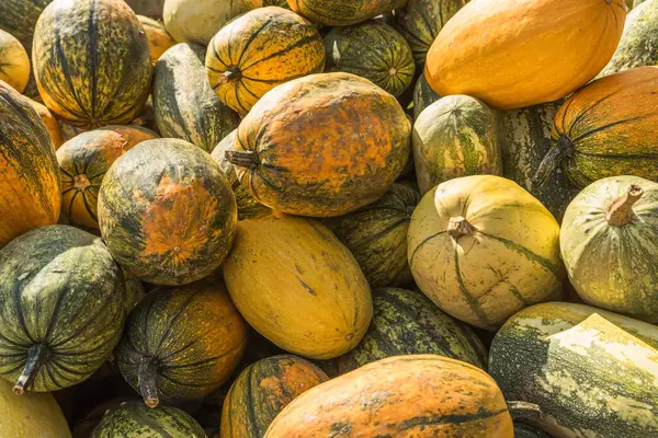 Close-up of a colorful collection of pumpkins, spaghetti squash, and gourds in various shapes, sizes, and patterns. Freshly harvested winter squash for seasonal display, festive decorations, and autumn recipes.