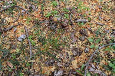 Ormandan gelen doku, kozalaklar ve ormanda yere düşen yapraklar..