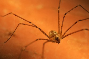 Bir Eklembacaklının Biçiminin Karmaşık Ayrıntıları