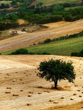 Altın Buğday Tarlaları Yalnız Ağaç ve Yuvarlanan Tepeler Yazın