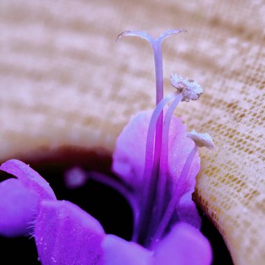 A vibrant macro shot of a purple basil flowers stamen, showcasing intricate pollen details and soft textures. clipart