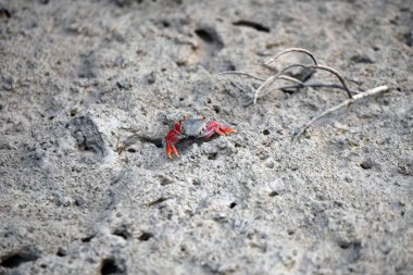 Kırmızı Aratu Yengeci (Goniopsis cruentata) doğal ortamında hareket ederken canlı kırmızı ve sarı bacakları çamurlu toprakla çelişiyor.