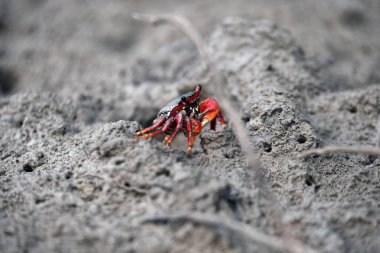 Çöldeki kum tepeleri