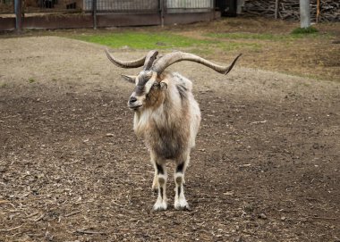 Çiftlikteki bir keçinin portresi. Baharın başında hayvanat bahçesinde dağ keçileri. Kahverengi bir keçi büyük boynuzlarıyla yerde duruyor..