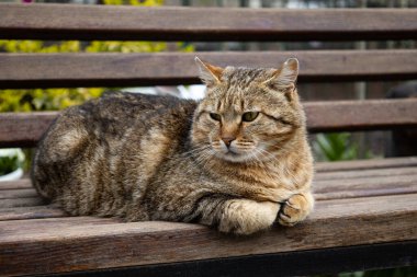 Pofuduk bir sokak kedisi parkta ahşap bir bankta yatıyor. Evsiz kahverengi kedi başka yere bakıyor. Şişko kedi, baharda sokakta yakın plan..