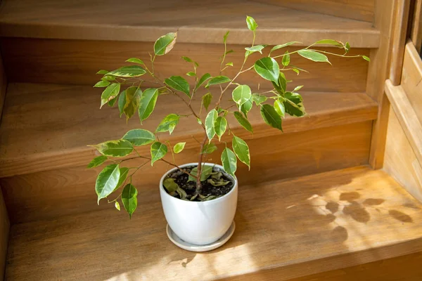 Young Ficus Benjamina House Plant Indoor Ficus Benjamina Plant Pot — Stock Photo, Image