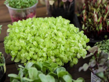 Plastik bir kapta marul filizleniyor. Evde mikroçim yetiştiriyorum. Yeşil Marul filizleri. Sağlıklı vejetaryen yemeği. Yüksek kalitede organik tohumdan filizlenmiş mısır salatası..