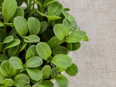 Taze mikro yeşil süt devedikeni yakın plan. Sağlıklı salata için devedikeni filizi. Vejetaryen mikroçayırları beyaz arka planda izole edilmiş. Vejetaryen mikro yeşillikler filizleniyor. Tohum Yetiştirme, Şehir. 