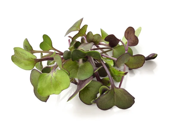 Small radish sprouts on a white background. Growing microgreens at home. Fresh purple radish sprouts. Vegan and healthy eating concept. Micro greens - radish seedlings, seed germination at home