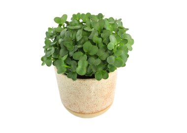 Beyaz arka planda seramik bir fincanda yeşil turp filizleri. Genç yeşil filizler yaklaşıyor. Evde turp yetiştiren mikroçerezler. sağlıklı beslenme konsepti. Organik yiyecekler. Mikro-yeşil turp filizleri